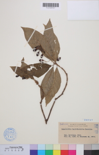 Specimen thumbnail